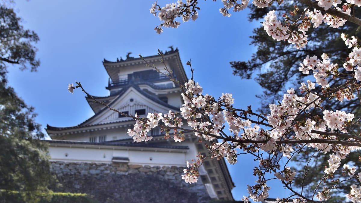 Die Kirschblütenzeit 2025